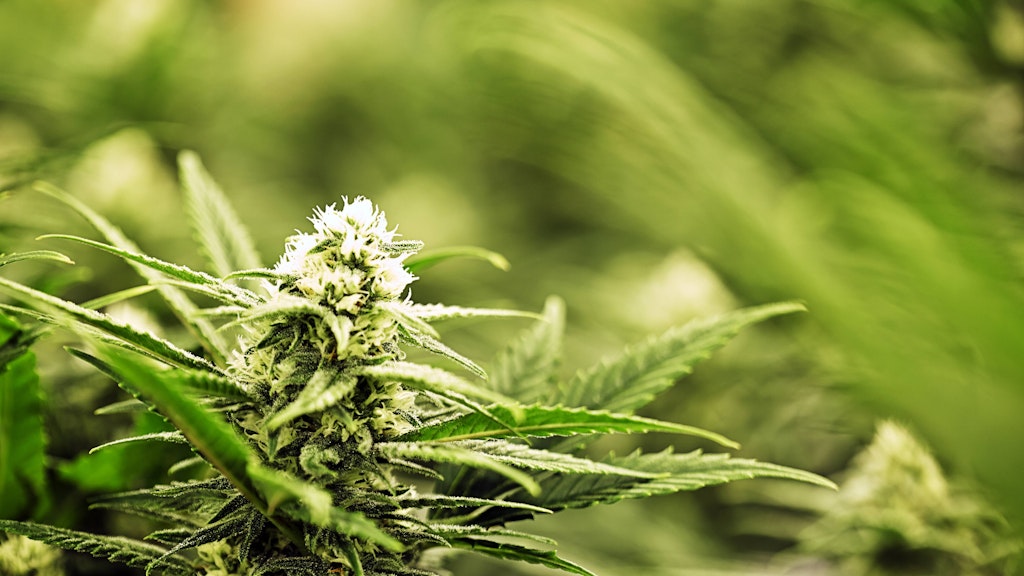 Legalise it?