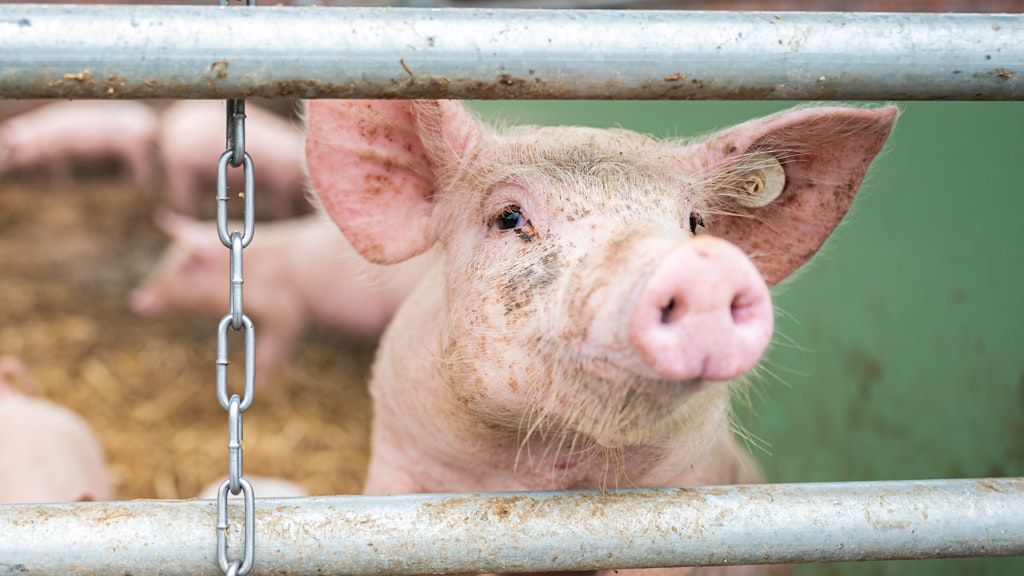Ein Schwein im Stall schaut zwischen zwei Stangen hindurch. 