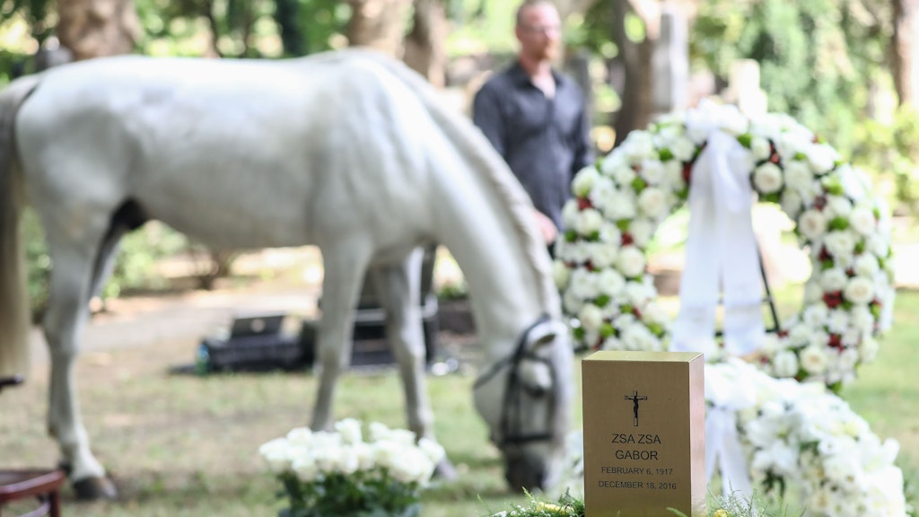 Ein Schimmel grast bei der Urnenbeisetzung von Zsa Zsa Gabor neben der Urne am Ehrengrab auf dem Kerepescher Friedhof. 