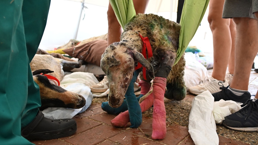 Manavgat: Helfer kümmern sich in einer provisorischen Tierklinik der Organisation Haytap um ein Schaf, das im Feuer verletzt wurde.