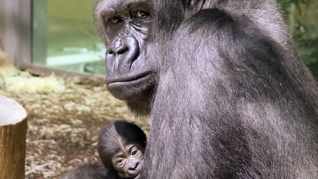 Die Mutter hält ihr Junges fest. Das Geschlecht des Gorillababys ist noch unbekannt.