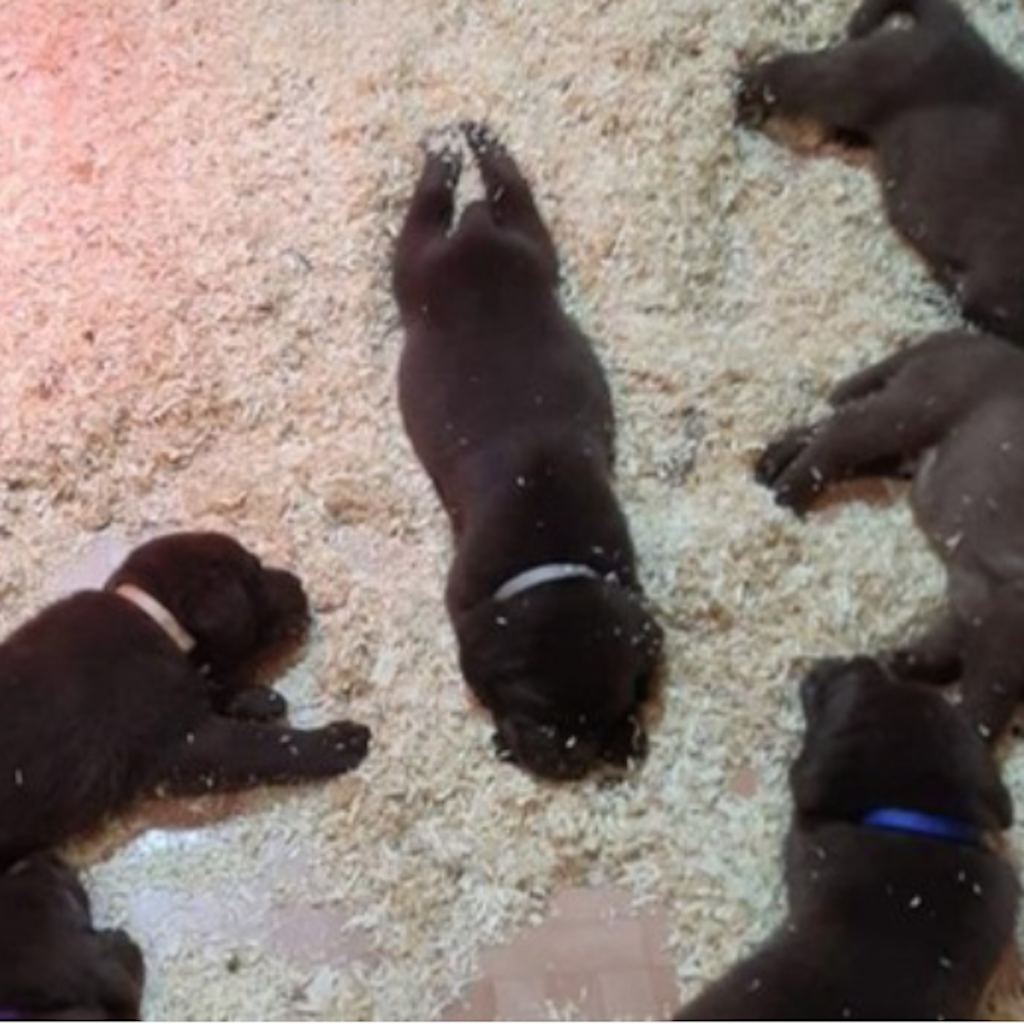 Diese Hundewelpen wurden gestohlen.