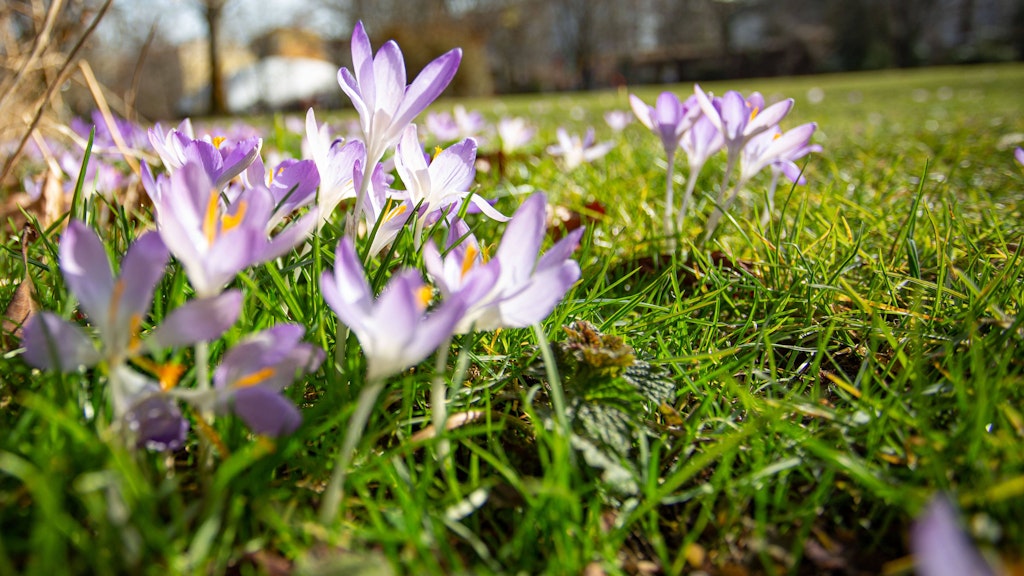 Die ersten Krokusse sprießen bereits in den Parkanlagen Berlins.