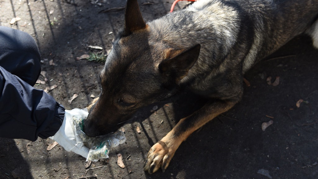 Ein Spürhund der Berliner Polizei schnüffelt an mehreren Tüten Cannabis. 