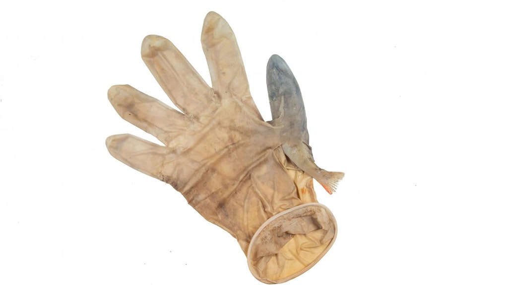Ein junger Barsch steckt in einem PSA-Handschuh fest, der in den Grachten von Leiden in den Niederlanden gefunden wurde.