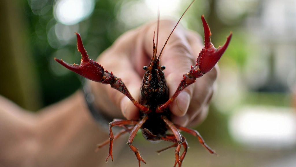 Another voracious invader: the red American swamp crayfish (Procambarus clarkii).