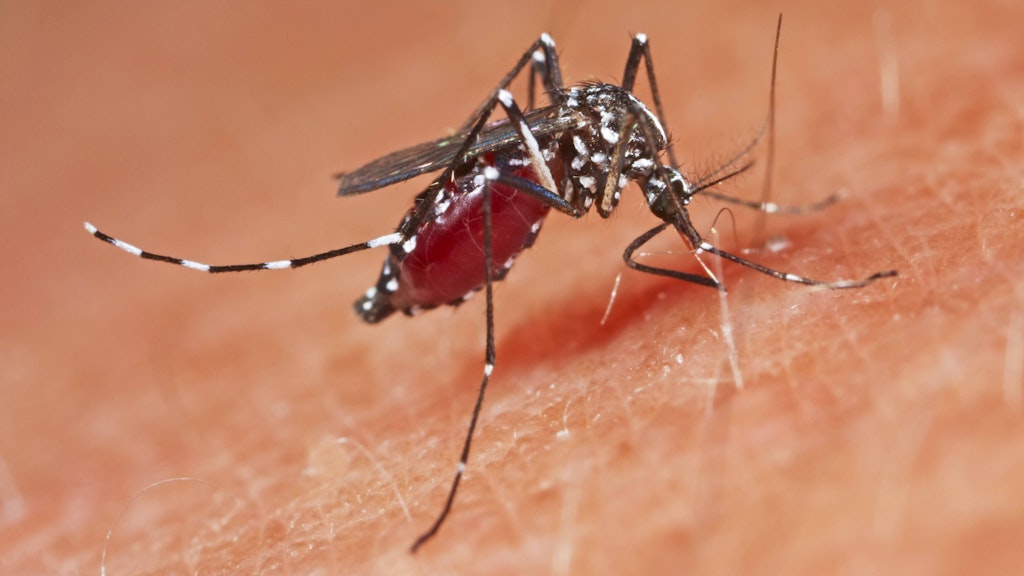 Die Asiatische Tigermücke kann tropische Erreger wie das Denguevirus übertragen.