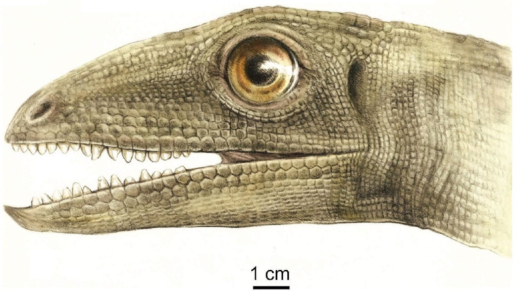 Dieses Bild zeigt eine künstlerische Rekonstruktion eines <em>Silesaurus opolensis</em>.