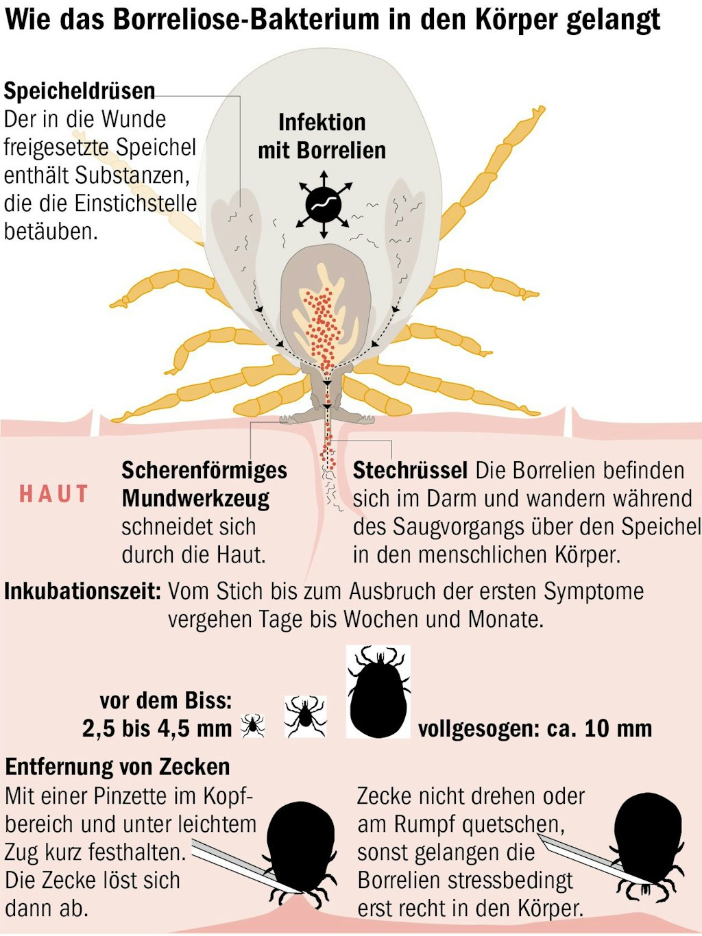 Berliner Verlag