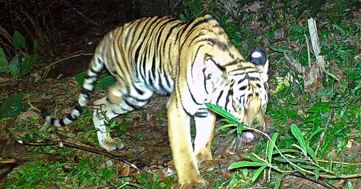 Pencarian sulit untuk harimau berkaki tiga Pencarian sulit untuk harimau berkaki tiga