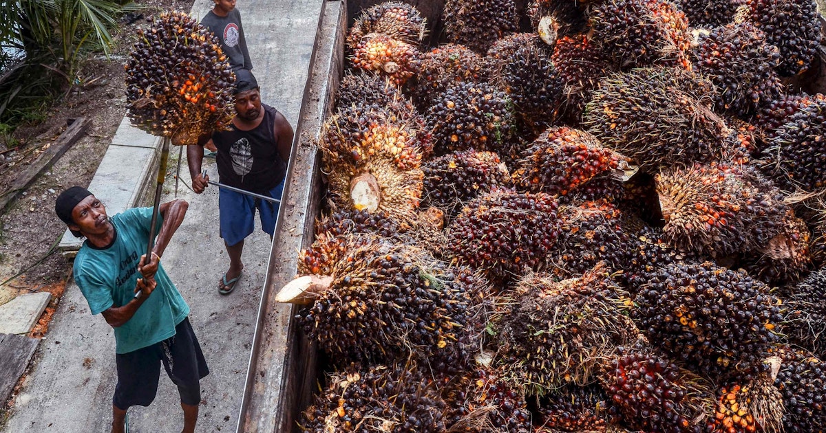Tidak ada lagi minyak sawit dari Indonesia Tidak ada lagi minyak sawit dari Indonesia