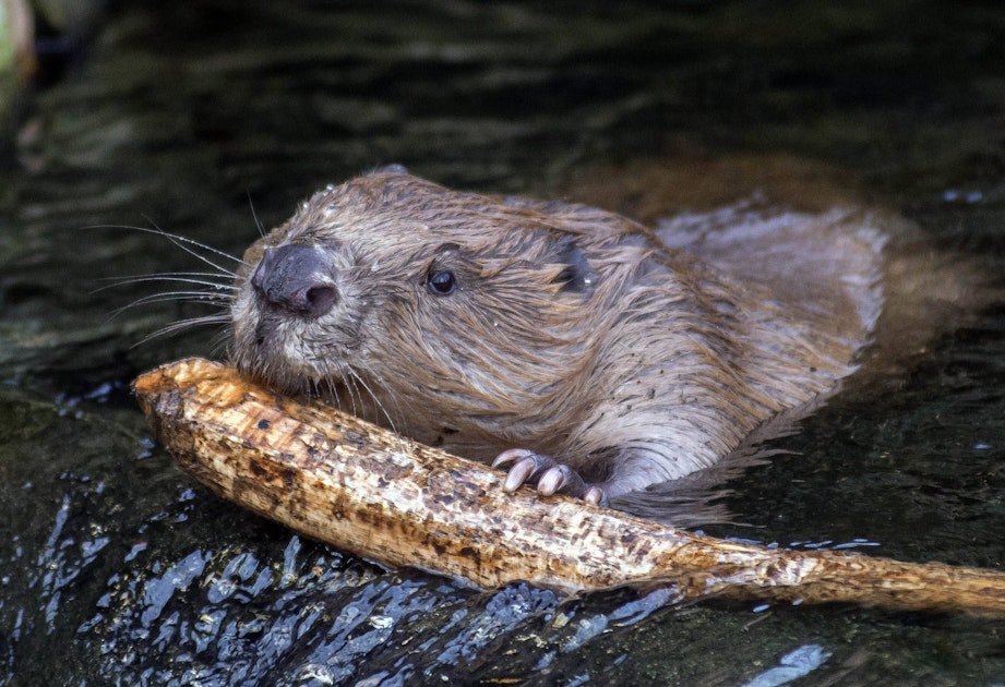 Beaver paralyzes the internet and telephone service for hours