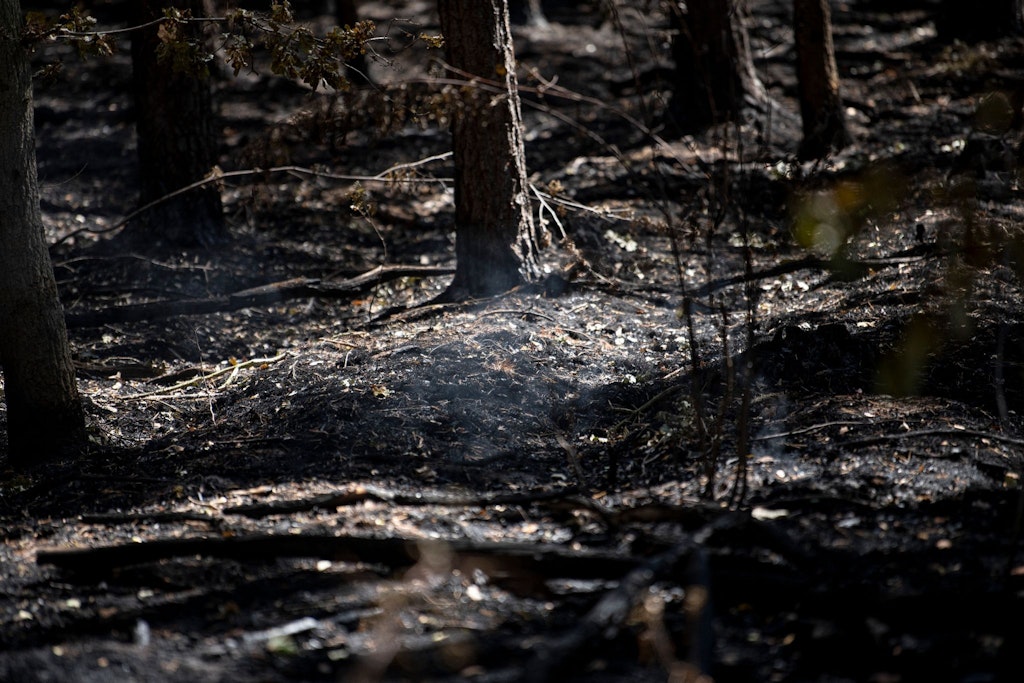 Der verbrannte Wald im Sperrgebiet um die Brandstelle am Sprengplatz der Berliner Polizei im Grunewald.