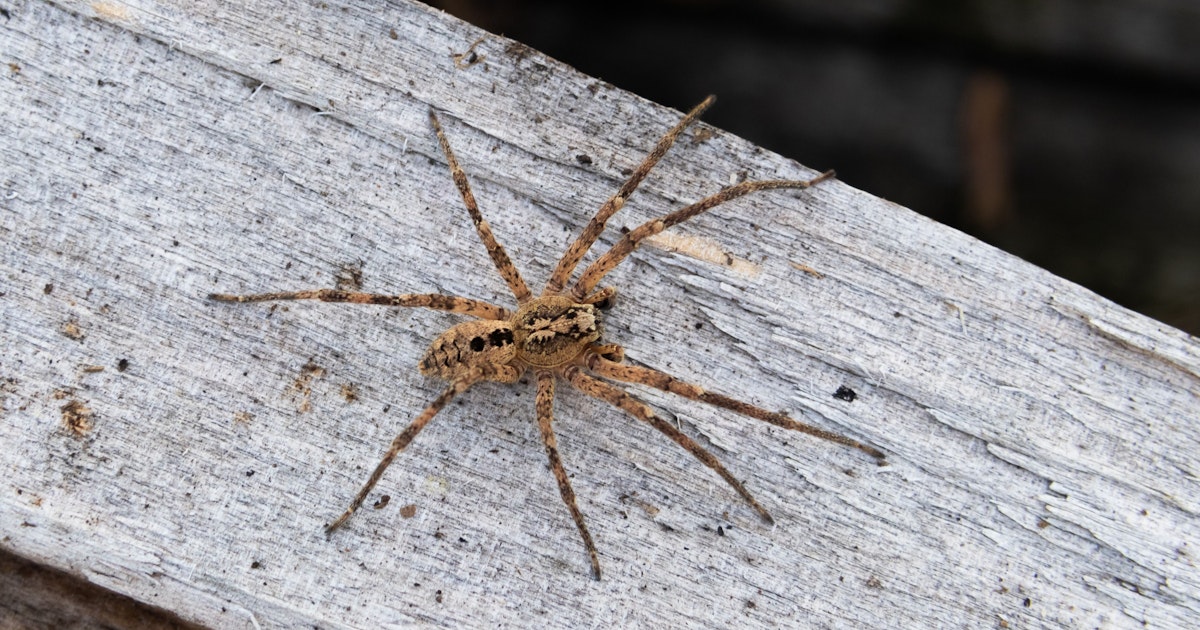 Nosferatu-Spinne in Berlin: So verhalten Sie sich bei einer Begegnung richtig Nosferatu-Spinne in Berlin: So verhalten Sie sich bei einer Begegnung richtig