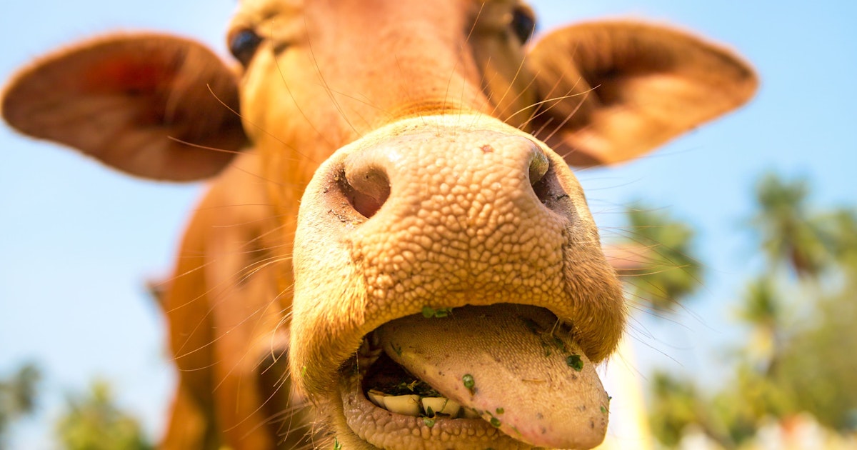 Se dice que el lubricante de saliva de vaca previene el VIH y el herpes