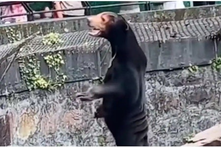 Zoo in China: Ist dieser Bär nur ein Mensch im Kostüm? (Video)
