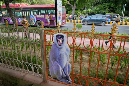 G20-Gipfel: So will Indien die Affen aus Neu-Delhi verjagen