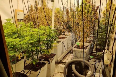 Berlin-Spandau: Polizei findet Cannabis-Plantage in Kleingartenkolonie