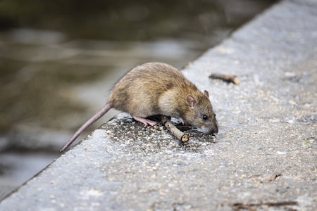 Rattenplage in Berlin: So wollen die Bezirke die steigende Population bekämpfen