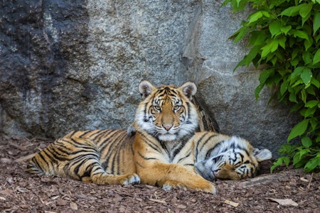 Vom Tierpark in den Zoo Berlin: Sumatra-Tiger Luise und Lotte ziehen um
