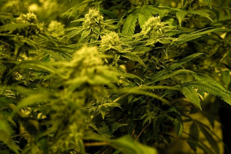 Illegale Cannabis-Plantagen: Mehrere Festnahmen bei Drogenrazzia - auch Berlin betroffen
