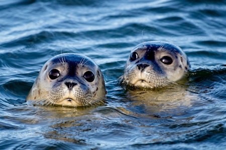 Weniger Seehunde im Wattenmeer gezählt