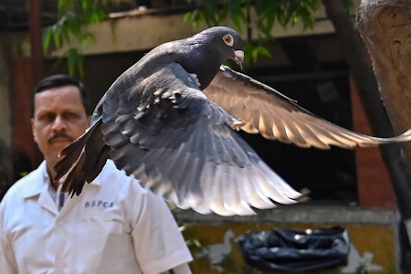 Vogel unter Spionageverdacht für China: Taube in Indien aus Gefangenschaft entlassen