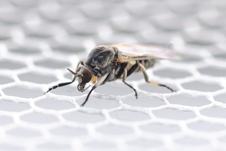 Kriebelmücken in Deutschland: Forscher warnen vor Ausbreitung
