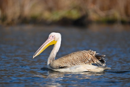 Pelikan auf der Spree in Brandenburg: Vogel versetzt Beeskow in Aufregung