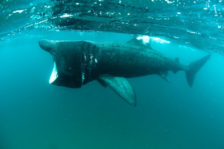 Riesenhai in der Adria in Italien - Sichtung im Golf von Triest