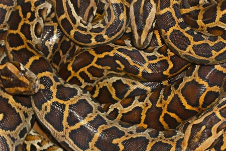 Python statt Geflügel: Werden wir künftig Schlangen essen?