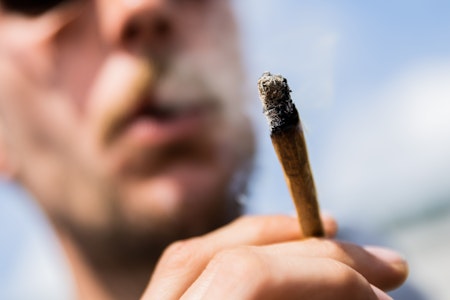Cannabis: Wie hat sich der THC-Gehalt entwickelt und welche Auswirkungen hat das?