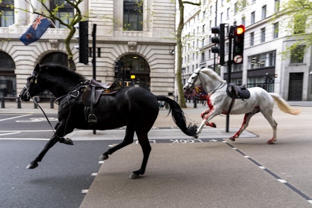 London: Armee-Pferde entlaufen, mehrere Menschen verletzt