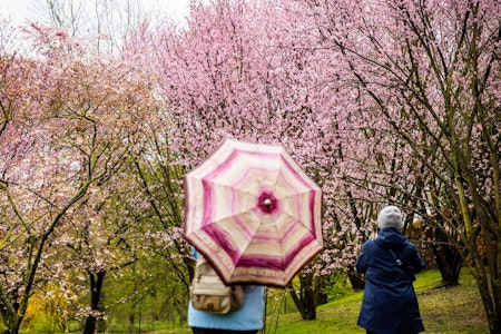 Marzahn-Hellersdorf: Besucherrekord bei Kirschblütenfest in den Gärten der Welt