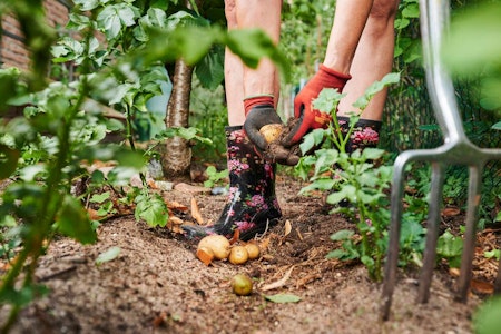 Gartenprojekt in der Kita Wuhlehopser: Von der Müllecke zum Kartoffelbeet
