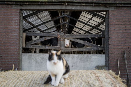 Vogelgrippe: Katzen sterben nach dem Trinken kontaminierter Milch