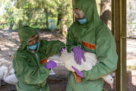 Neuer Fall von Vogelgrippe bei Kind in Indien: Droht die nächste Pandemie?