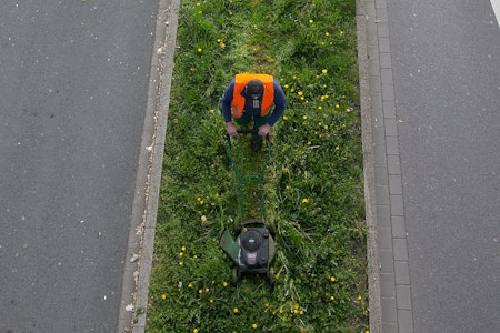 Bezirk Berlin-Mitte soll Grünstreifen zum Schutz der Natur seltener mähen