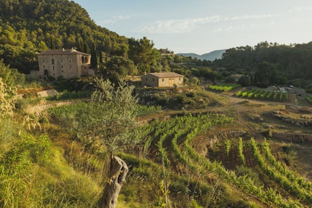 Mallorca: Warum Weinbauern auf der Baleareninsel ihr Glück suchen