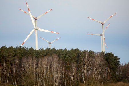 Weg mit den Kiefern? Regierung in Brandenburg segnet Waldrodung für Windräder ab