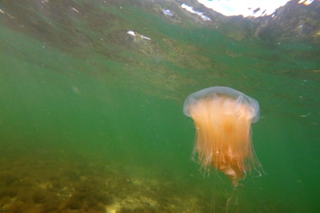 Feuerquallen-Alarm an der Ostsee: Urlaub in Gefahr?