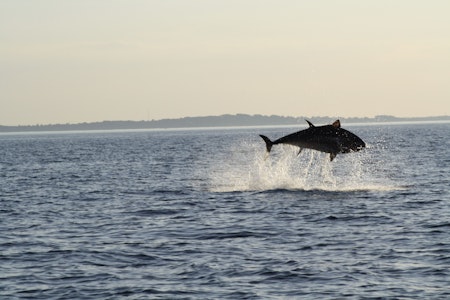 Auf Öresund-Safari vor Dänemark: „Nirgendwo sonst auf der Welt springt der Thunfisch so wie hier“