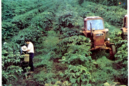 Dank DDR-Kaffeekrise: Wie Vietnam zweitgrößter Kaffeeproduzent der Welt wurde