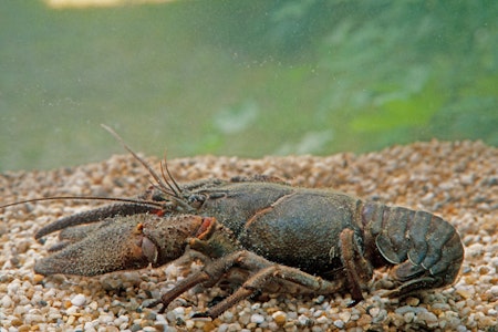 Invasive Krebse im Stadtpark Schöneberg in Berlin? Rätsel könnte gelöst sein