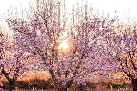 Mallorca im Februar: Zauberhafte Mandelblüte, blaues Meer und faszinierende Kultur. Jetzt Frühlings…