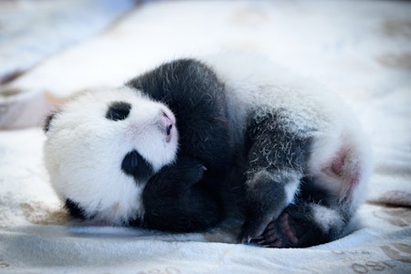 Berliner Zoo teilt neues Video von Panda-Zwillingen auf Instagram