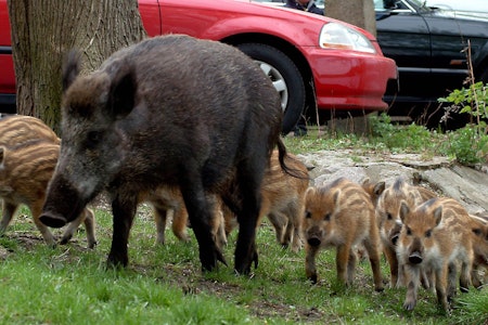 Spandau: Wildschwein-Rudel gesichtet – deswegen kommen die Tiere nach Berlin