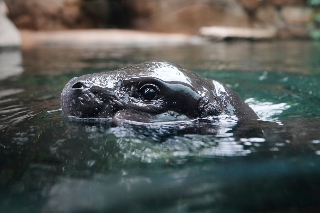 Auktion des Berliner Zoos für Zwergflusspferde: Das kommt unter den Hammer