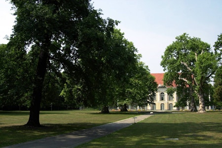 Pankow: Historische Buche im Schlosspark Schönhausen muss gefällt werden