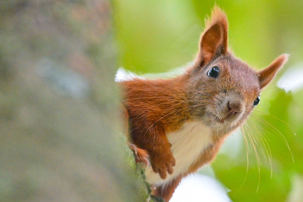 Neue Studie: So passen sich Eichhörnchen dem Stadtleben in Berlin an